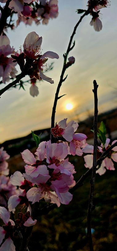 Virgolin en Hamelin: Flora  (Torrent), Prunus amygdalus, #planta #flores #arbustos #flowers 