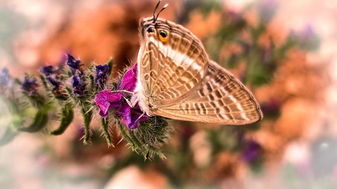 HappyFeet72 en Hamelin: Fauna  (Alcalá de Henares), Lampides boeticus

La canela estriada es una pequeña mariposa que se localiza en Europa, África, Asia d...