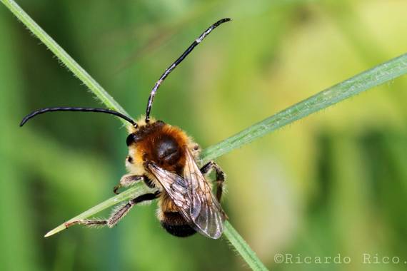 Rricoparrillas en Hamelin: Fauna  (Dosrius)