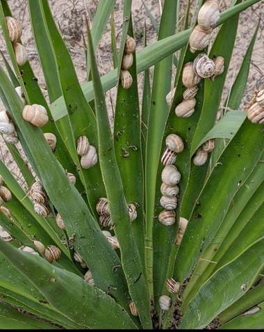 Anaortega2010 en Hamelin: Fauna  (Colunga), #caracoles 