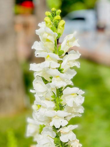su en Hamelin: Flora  (Marbella), Antirrhinum majus, Boca de Dragón 
Antirrhinum majus (boca de dragón) es una especie de planta de la familia de las plant...
