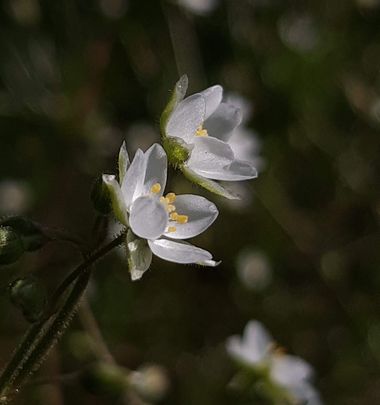 Mpinfante en Hamelin: Flora, Spergula arvensis, Qué hermosa fotografía .. ¡¡ y qué bucólica !!