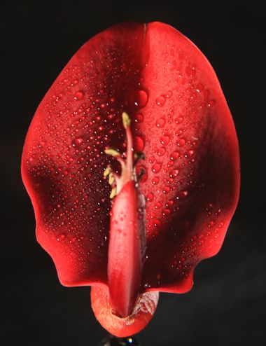 PEROMA_PHOTO en Hamelin: Flora  (Vélez-Málaga), #flora22