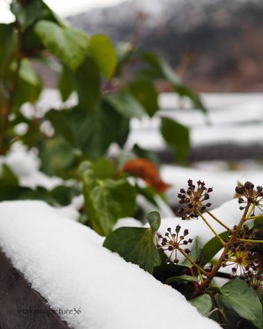 Takemypicture36  en Hamelin: Flora  (Pampaneira), Hedera helix, #invierno20 