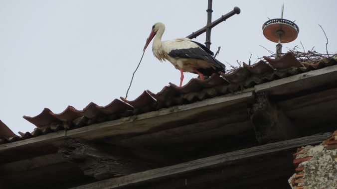 Solerantonio2 en Hamelin: Fauna  (Madrid), Ciconia ciconia (Linnaeus, 1758), Cigüeña blanca