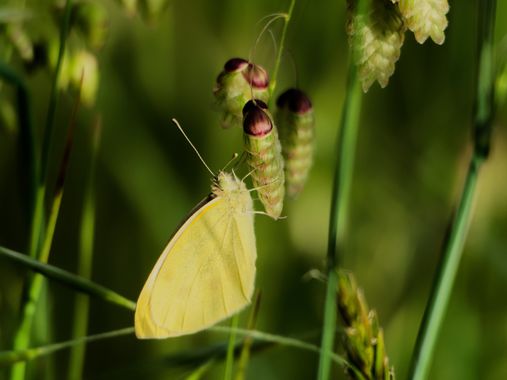 teresazarauza en Hamelin: Fauna  (O Rosal), #insectos . #mariposas 
