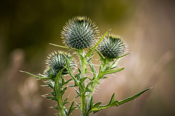 Franciss RNR  en Hamelin: Flora  (Pimampiro), Cirsium vulgare, #Flora #cumplehamelin 