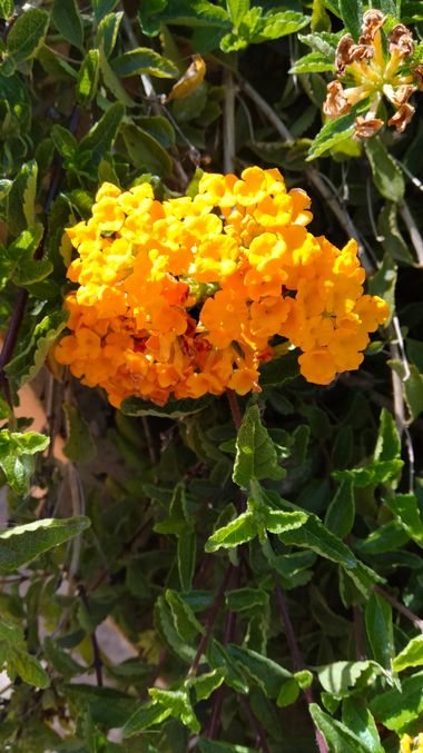 Solerantonio2 en Hamelin: Flora  (Almería), Planta