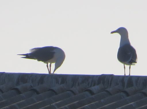Solerantonio2 en Hamelin: Fauna  (Almería), Aves