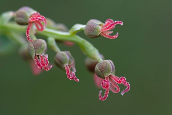 Ignicapillus en Hamelin: Flora  (Vilobí del Penedès), Coriaria myrtifolia, Quizás Coriaria

De vez en cuando - para variar de tanto pájaro - iré insertando...