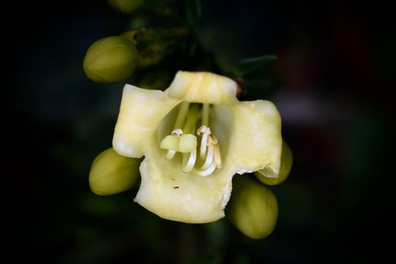 Danielhiguita7 en Hamelin: Flora  (Caicedo), Arbusto observado a orillas de un bosque húmedo #flora21 #flora #arboles #flor #flower #planta #bosque #colomb...