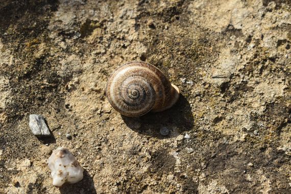 Solerantonio2 en Hamelin: Fauna  (Gádor), Caracol