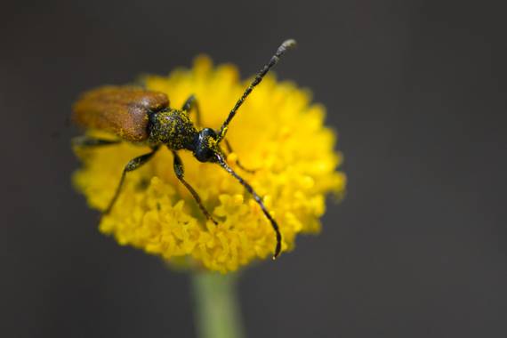 Haulpa en Hamelin: Fauna  (Cuevas del Valle)