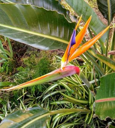 Acedogloria en Hamelin: Flora  (Junín), Strelitzia reginae