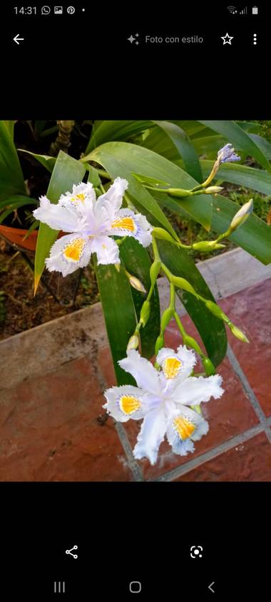 olgabijoux.ot en Hamelin: Flora  (Luján de Cuyo), Iris japonica