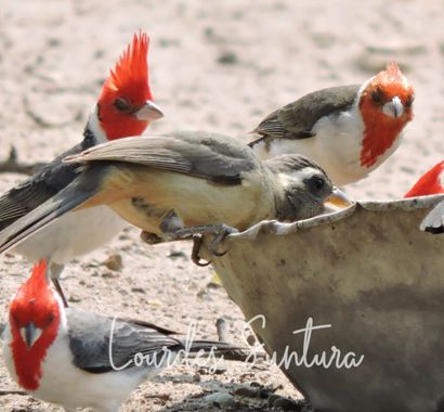 lourdes7895 en Hamelin: Fauna  (Charagua), Paroaria coronata (J.F.Miller, 1776), #aves #colores naturales #fauna 
