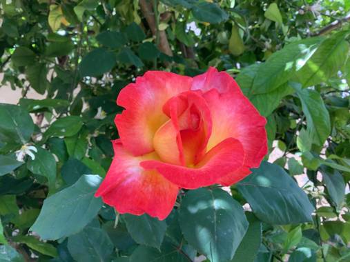 Manubarbecho en Hamelin: Flora  (Córdoba), #flora21 