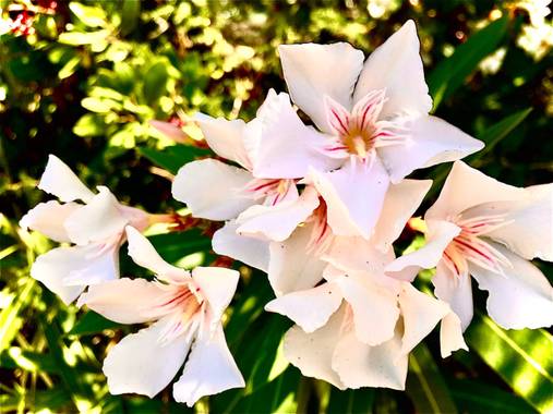 Erikalan9 en Hamelin: Flora  (Barcelona), Nerium oleander