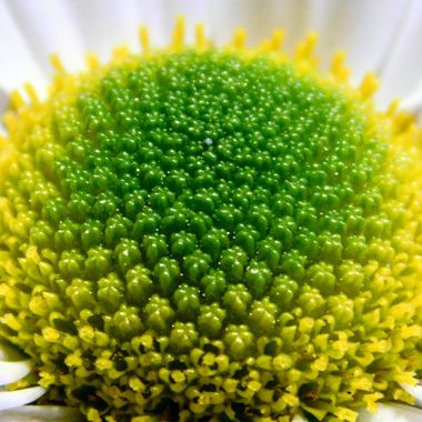 Javi Baron  en Hamelin: Flora, El centro de una margarita #macrofotografia #macros #flora #flores #margarita 