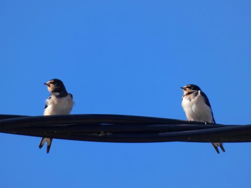 mariale en Hamelin: Fauna, Hirundo rustica Linnaeus, 1758, 📸 #marialemdza 
#aves #birds #pajaritos #pájaros 
#ComarcaDeBabia #ProvinciaDeLeón
#Naturaleza...