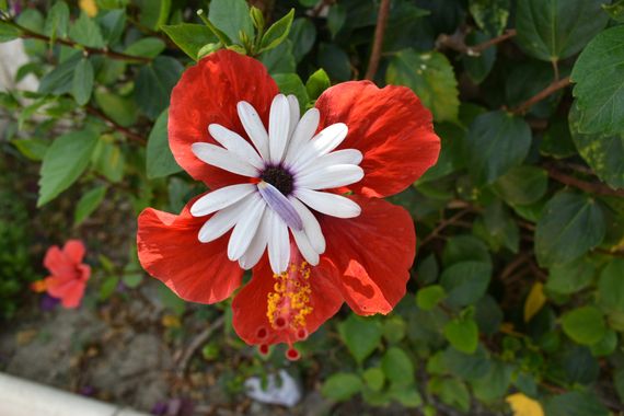 Solerantonio2 en Hamelin: Flora  (Ventanicas-El Cantal), Una flor nacida dentro de otra flor preciosa