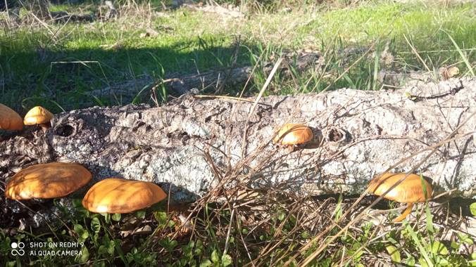 GreenPhoto en Hamelin: Observación  (Valencia de Alcántara), #Otoño20
