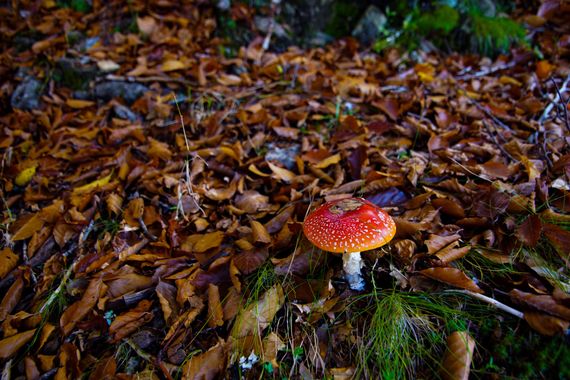 Davrod2 en Hamelin: Observación, Amanita muscaria en #otoño #Hongos