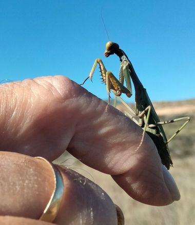 Solerantonio2 en Hamelin: Fauna  (Almería), Insecto