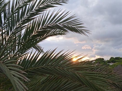 V.G en Hamelin: Paisaje, #sol#cielo#atardecer#palmera