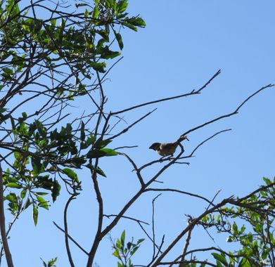 Solerantonio2 en Hamelin: Fauna  (Níjar), Passer domesticus (Linnaeus, 1758), Ave