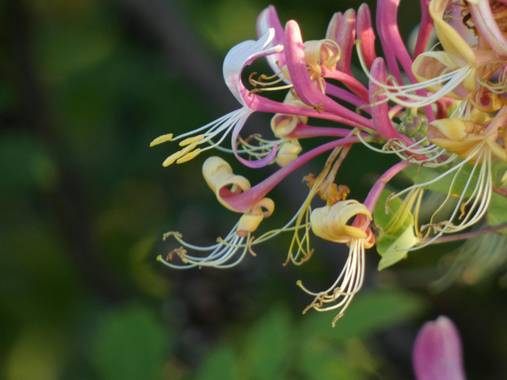 mariale en Hamelin: Flora, Lonicera etrusca, 📸 #marialemdza
Provincia de Zamora, primavera 2021.
#Naturaleza #flores #floressilvestres #BellezaNatural  #...
