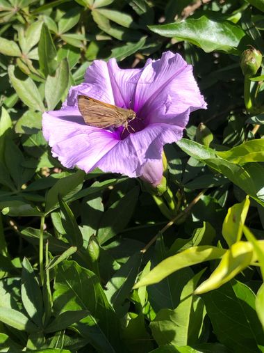 ElPippo  en Hamelin: Flora  (Distrito Sauce), Ipomoea cairica, #flower #flor #naturaleza #argentina #nature #flowers #flores #animales #animal #fauna #flor...