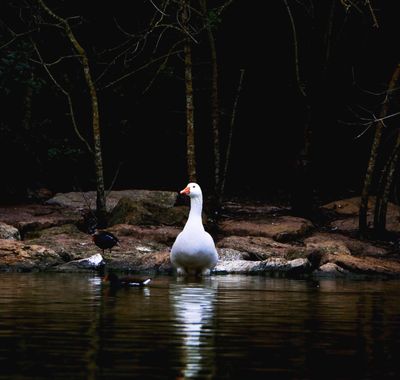 carolasantin4 en Hamelin: Fauna  (Sevilla), #estanque #cisne #patos 