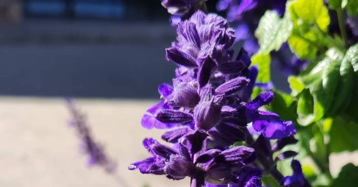 Miguelnpg en Hamelin: Flora  (Barcelona), Lavandula angustifolia, #sants #barcelonalove #Barcelona 