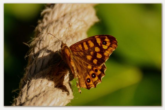 barbanegra707 en Hamelin: Fauna  (Barcelona), Pararge aegeria (Linnaeus, 1758), #maculada #mariposadelosmuros #cumplehamelin 