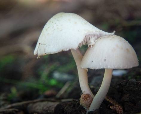 Eritz.cortazar en Hamelin: Observación  (Bilbao),  Satirela blanca 🍄

#seta #hongo #hongos #fungi #satirela #blanca #white #mushroom #nature #naturaleza #...