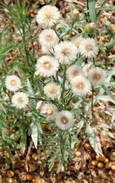 Solerantonio2 en Hamelin: Flora  (Almeria), Erigeron bonariensis, Planta
