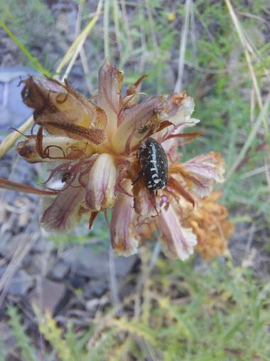 Apasnau75 en Hamelin: Fauna  (Málaga), La devora plantas 😅