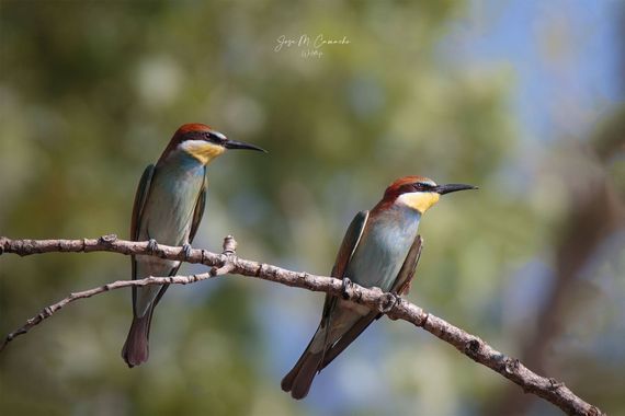 Jose Camacho Gallego en Hamelin: Fauna  (Carretera de Somosaguas), Merops apiaster Linnaeus, 1758, Juveniles de abejaruco en su posadero.
#abejaruco #aves ...