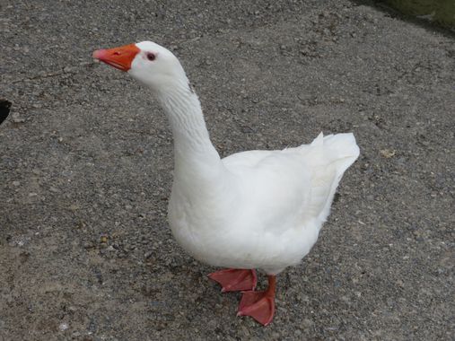 Solerantonio2 en Hamelin: Fauna  (Almería), Ave