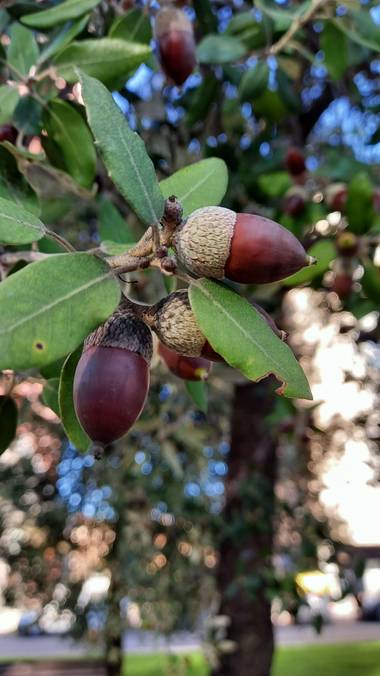 Corina en Hamelin: Flora, Quercus ilex, #ParquesyJardines