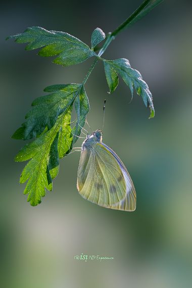 isidorogomez53 en Hamelin: Fauna  (Vallès Occidental), En el camino natural del rio Ripoll a su paso por Sabadell.

#apfb 
#isifotografia 
#insectosdeespañ...
