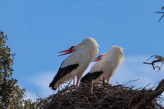 Mónica del Monte en Hamelin: Fauna  (Madrid), Ciconia ciconia (Linnaeus, 1758), #aves21