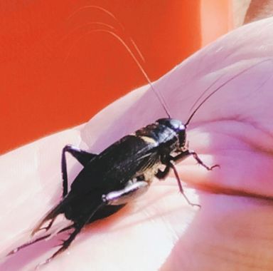 Solerantonio2 en Hamelin: Fauna  (Níjar), Insecto grillo de campo