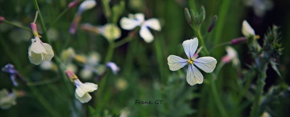 Frankgt48 en Hamelin: Flora  (Madrid), Raphanus raphanistrum, #flora21