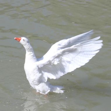 Oriaverde en Hamelin: Fauna  (Aranjuez), #oriaverde #ganso #fauna #naturaleza #medioambiente #estanque #biodiversidad #aves #avesacuaticas 