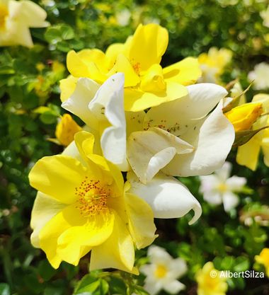 Albert Silza en Hamelin: Flora  (Madrid), Rosa xanthina, #flora #flower #flowers 