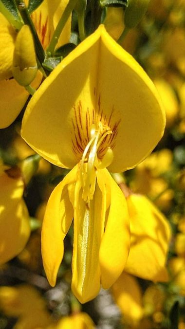 msegram en Hamelin: Flora  (Carbellino), Cytisus scoparius (L.) Link, Cytisus scoparius
También, Retama negra, escoba rubia, hiniesta o piorno

#flor #flor...