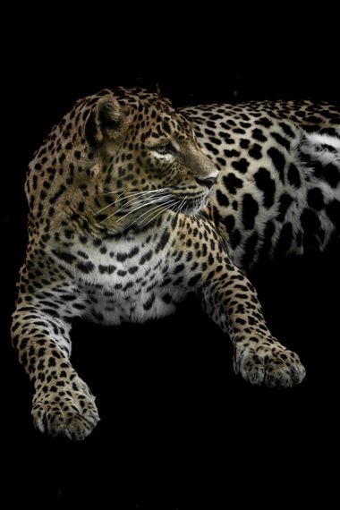 Eritz.cortazar en Hamelin: Fauna, Panthera pardus (Linnaeus, 1758), leopardo
