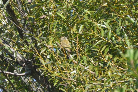 Doro en Hamelin: Fauna  (Maldonado), Dryobates spilogaster, Carpintero manchado 